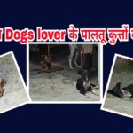 स्ट्रीट डॉग्स और डॉग लवर के नाम पर दिखावा, बोकारो में बढ़ रहे विवाद